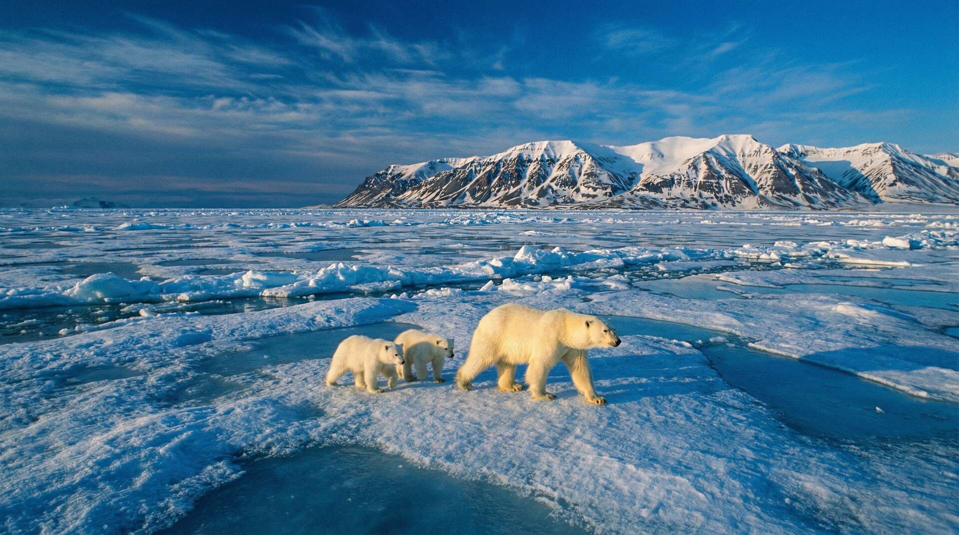 免费看片北极熊视频